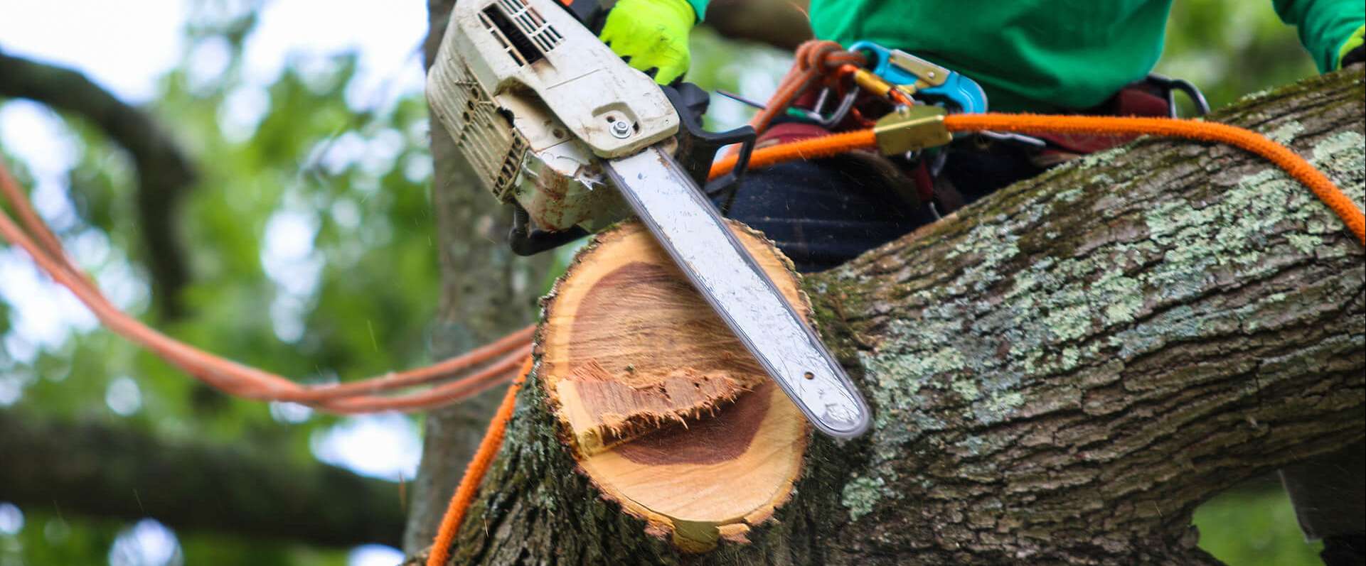 Professional tree deals cutters near me